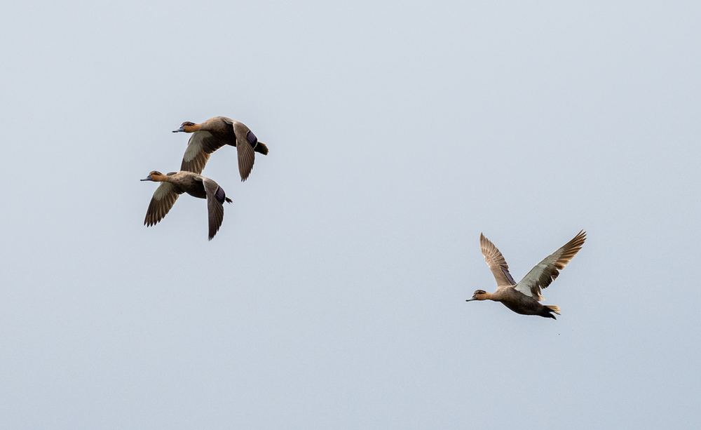 Philippine Duck