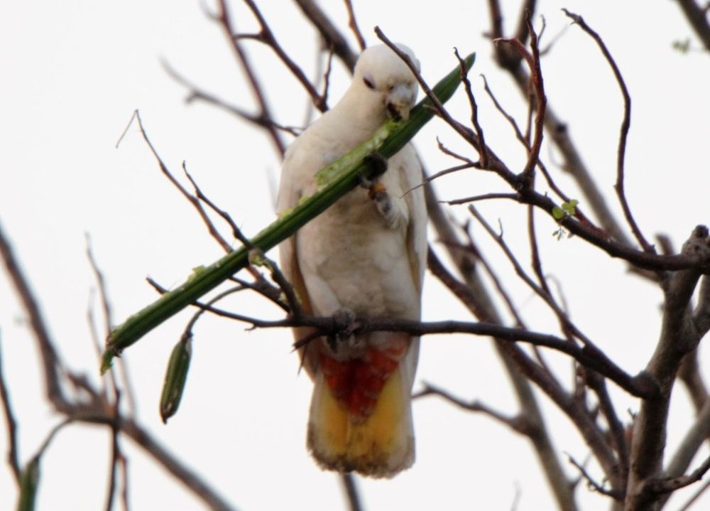 A Philippine cockatoo perched on a branch