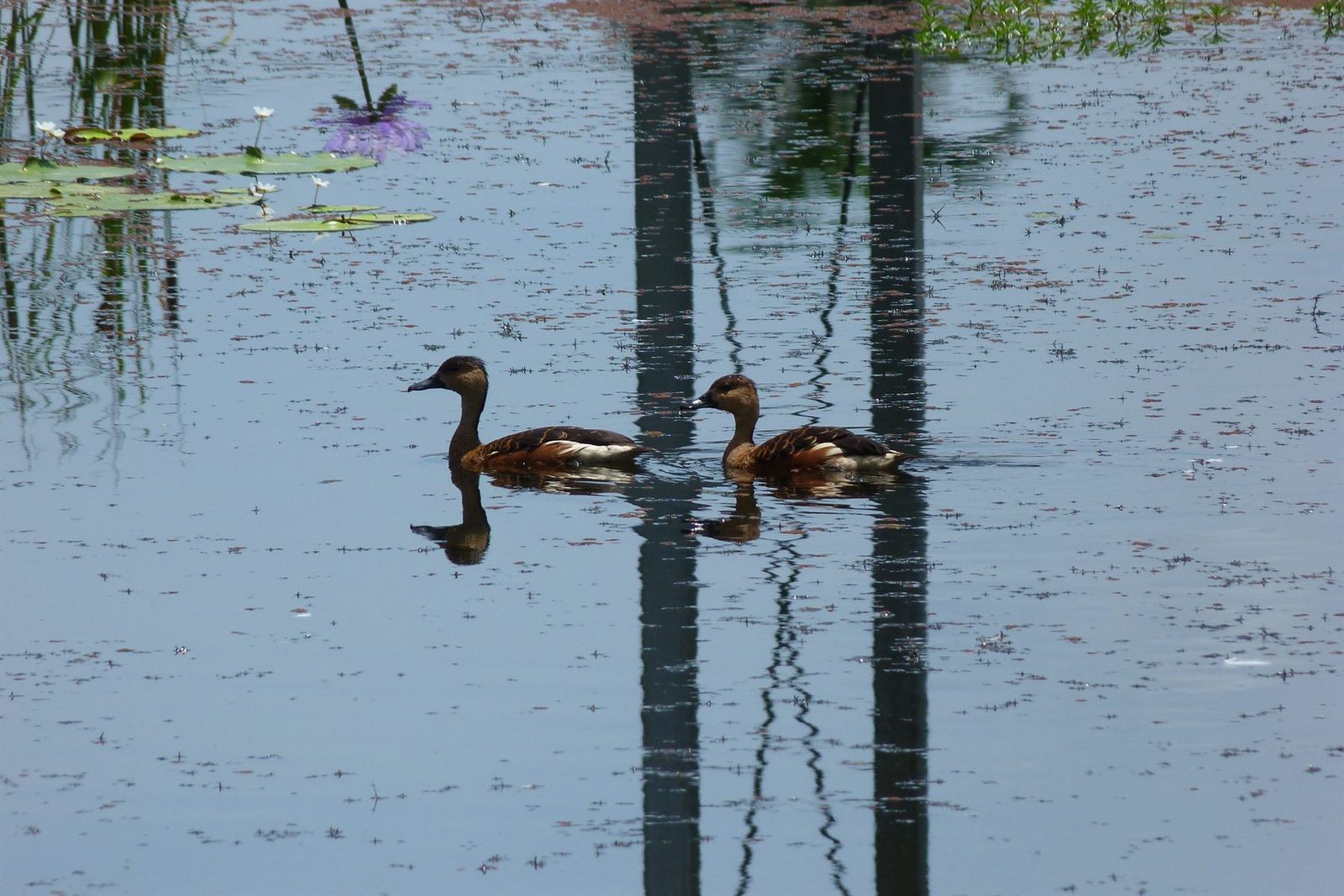 Agusan Marsh Wildlife Sanctuary