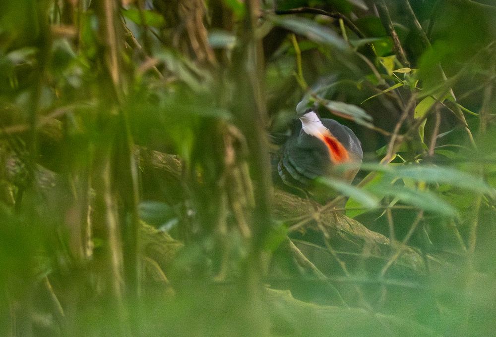 Luzon Bleeding-heart