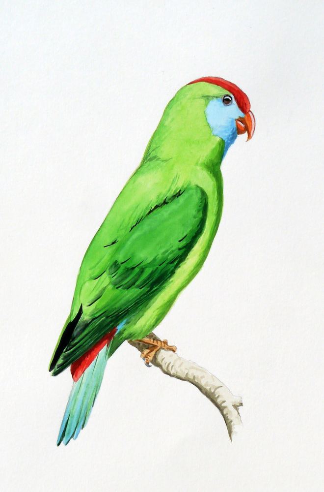 Camiguin Hanging-Parrot