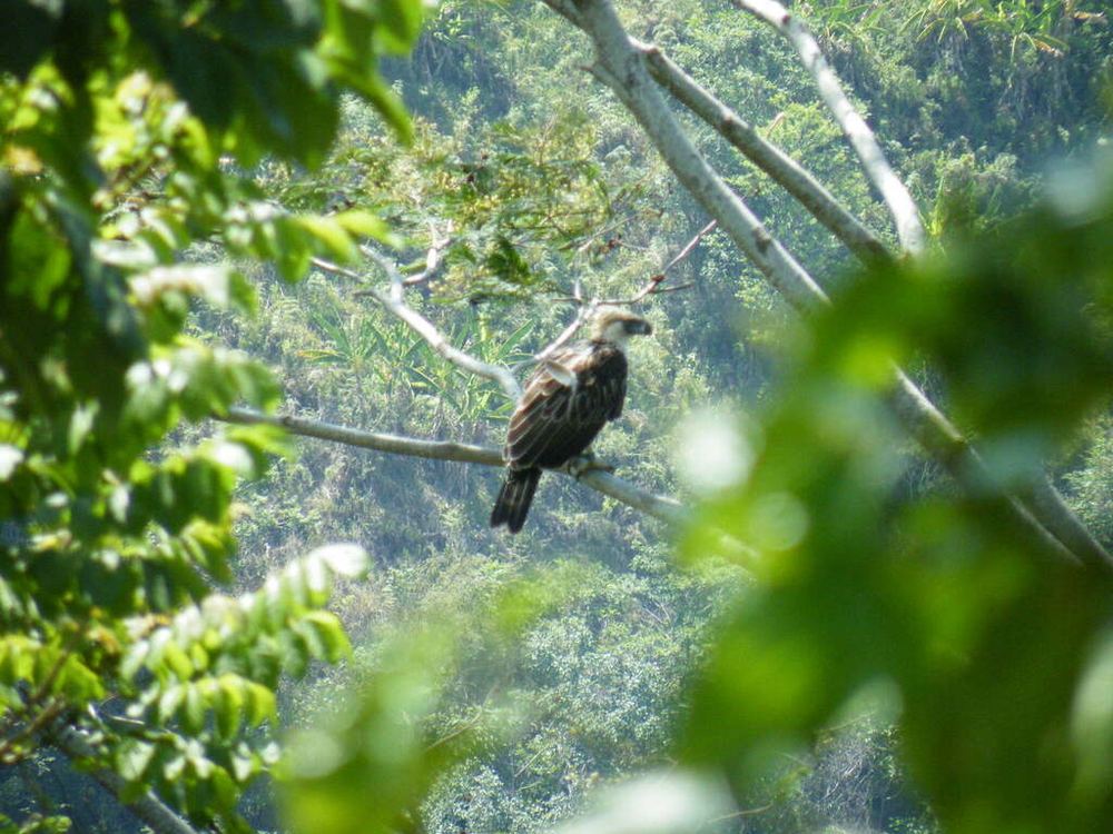 A Philippine eagle perched in a forest