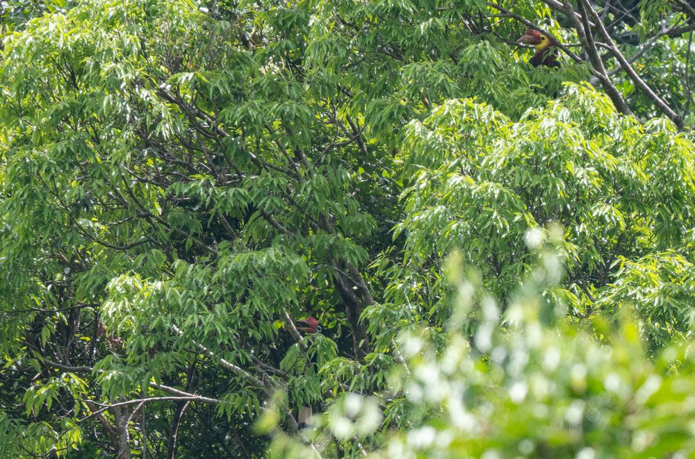 Writhe-billed Hornbill