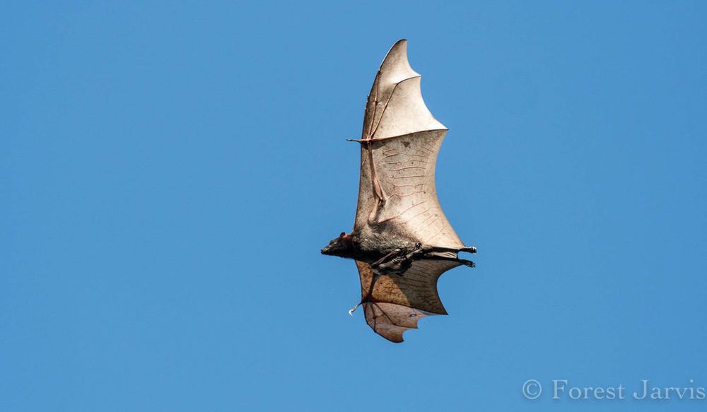 A golden-capped flying fox hanging from a tree