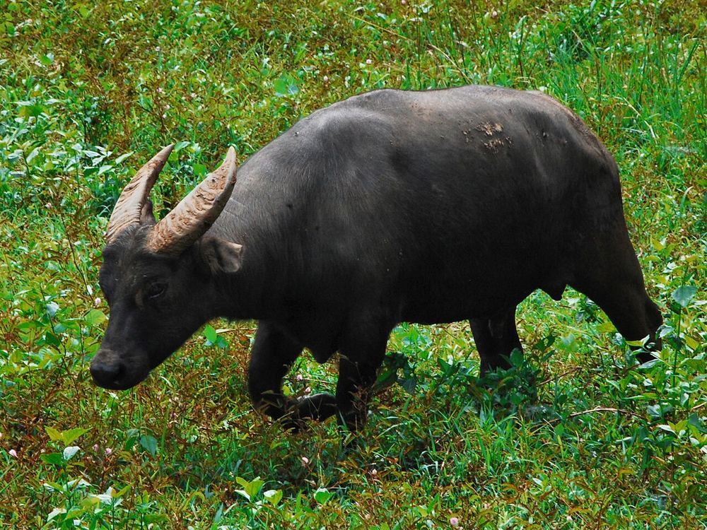 A tamaraw standing in grassland