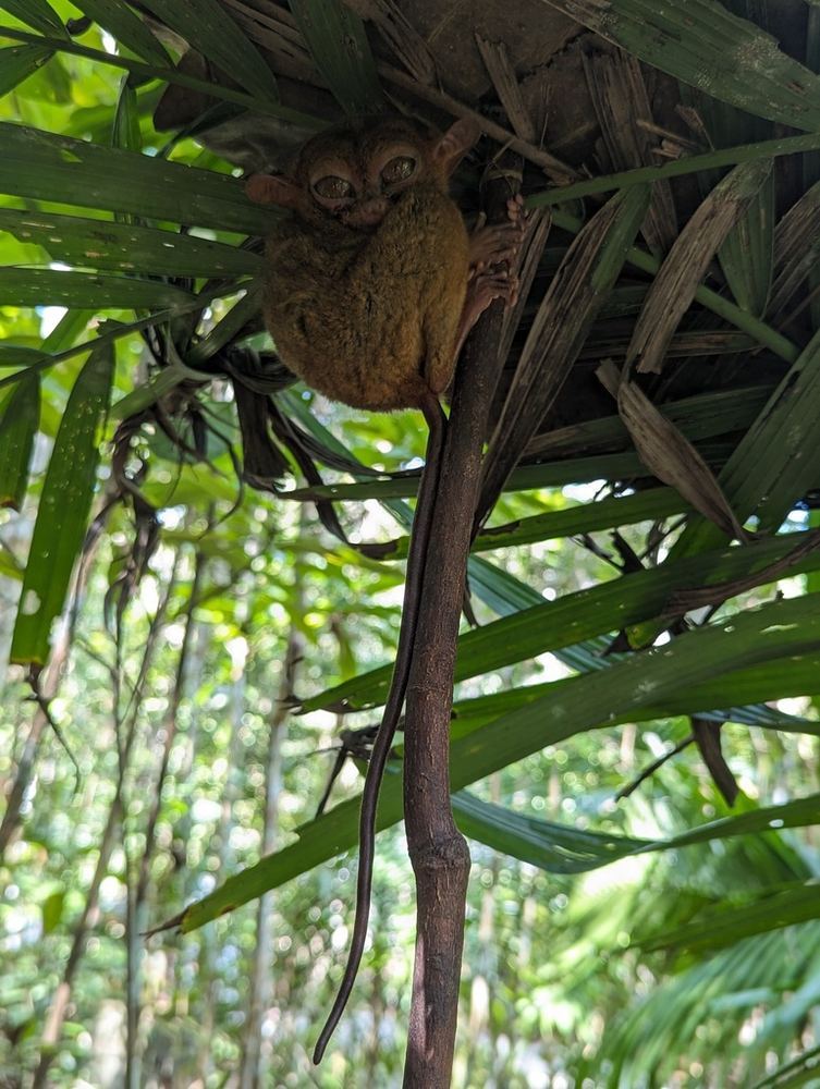 A Philippine tarsier clinging to a branch