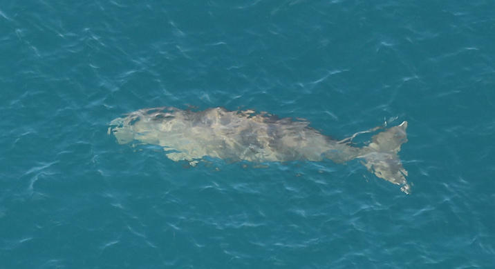 A dugong swimming over seagrass