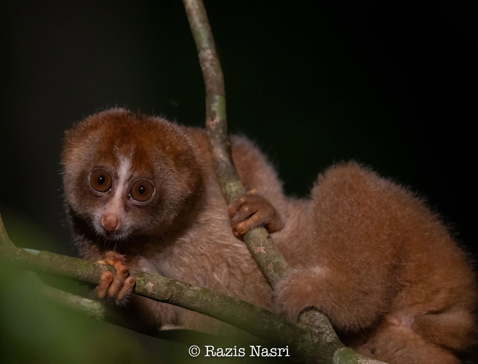 Philippine Slow Loris
