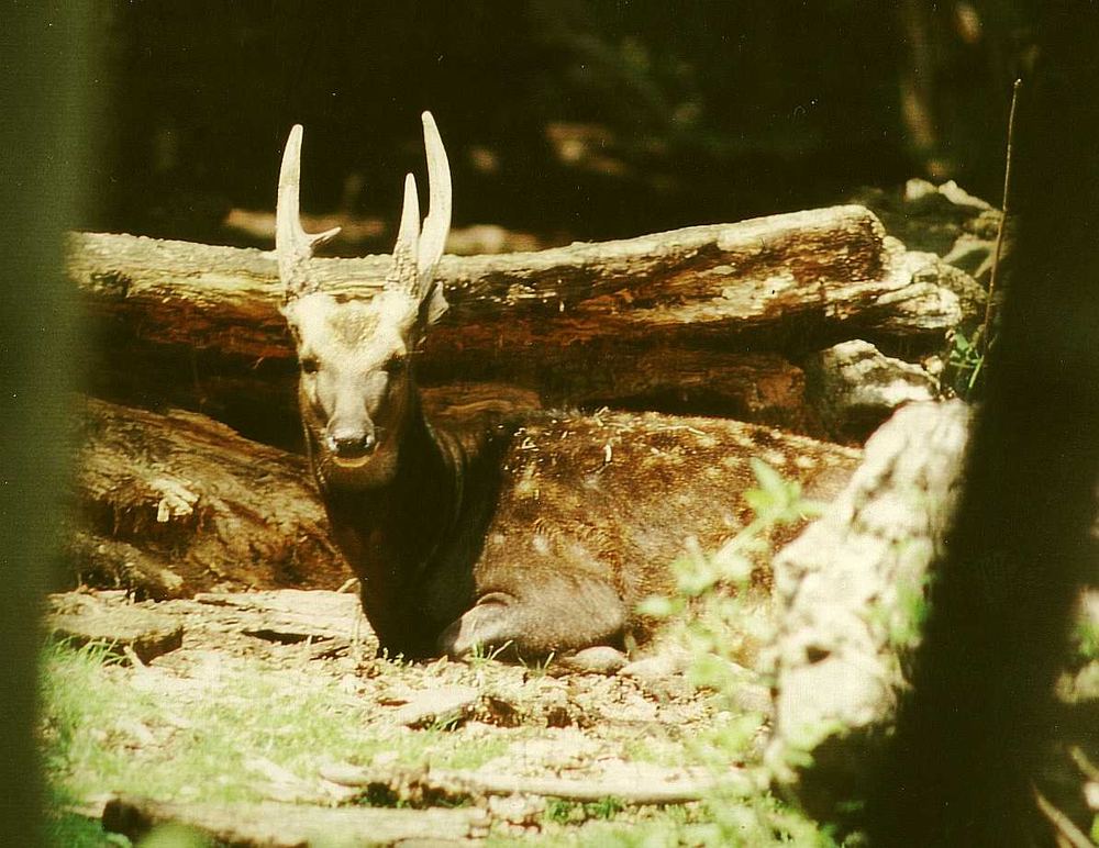Philippine Spotted Deer