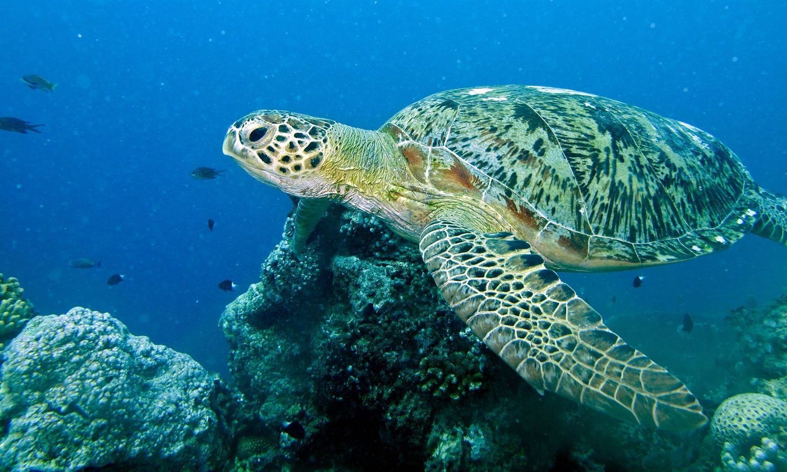 Tubbataha Reefs Natural Park