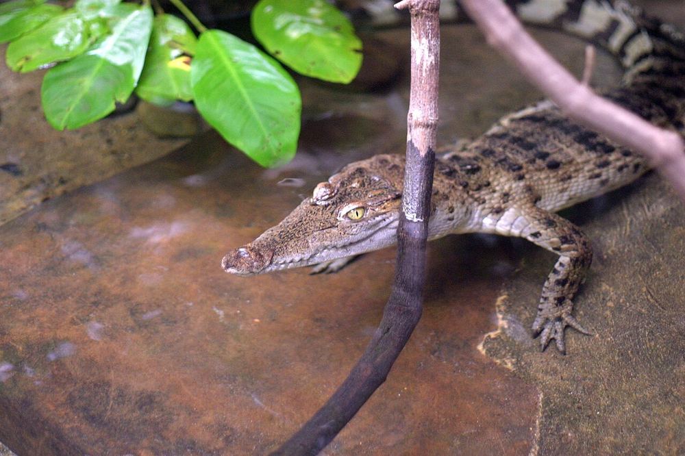 A Philippine crocodile resting on a bank