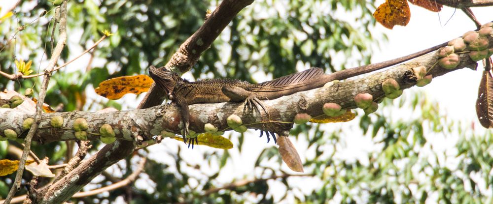 Philippine Sailfin Lizard